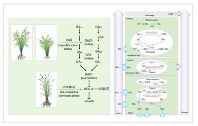 中国科学院遗传与发育生物学研究院